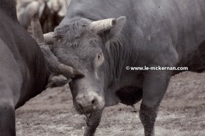 bulls fighting, Guizhou